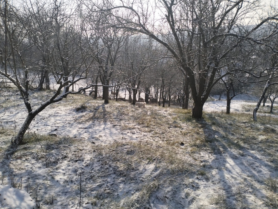 Moșia boierească din vârf de deal, Scorțeni - Prahova, comision 0%